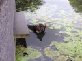 Bronzen Basset Hound onder water spuwer (bij hoog water)