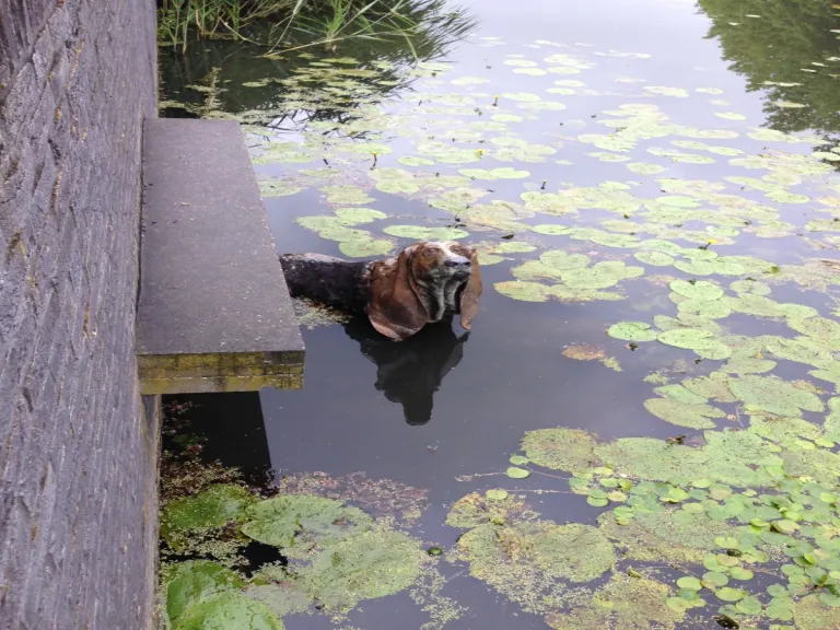 Bronzen Basset Hound onder water spuwer (bij hoog water)