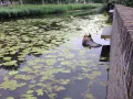 Bronzen Basset Hound onder water spuwer (bij hoog water)